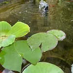 Margareta Garden &