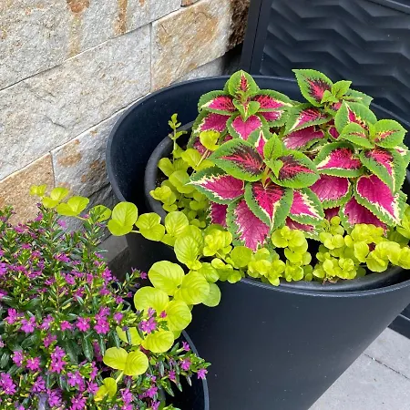 Margareta Garden & 4*