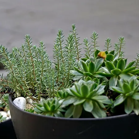 Aparthotel Margareta Garden & Erlau