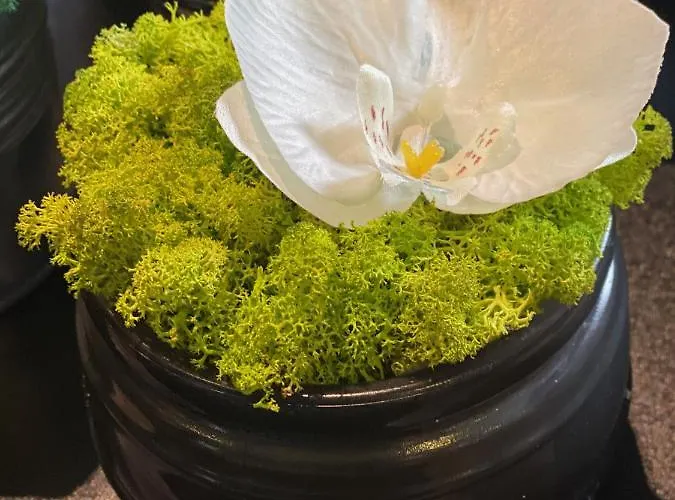 Hotel apartamentowy Margareta Garden &