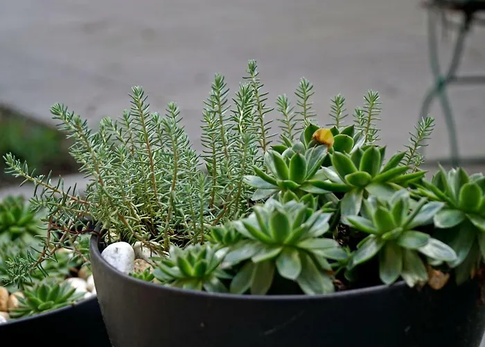 Aparthotel Margareta Garden & Erlau